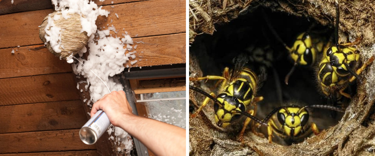 Ako znicit osie hniezdo